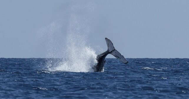 Explicación científica ballena boreal vive 200 años