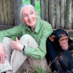 Gran Ape Project, Animal Guardians et le corridor biologique mondial déplore profondément la mort de Jane Goodall à l'âge de 91 ans