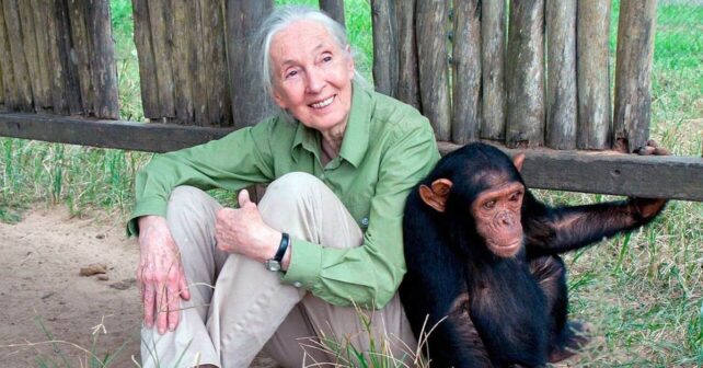 Proyecto Gran Simio Animals Guardians Corredor Biológico Mundial muerte Jane Goodall 91 años