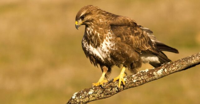 Liberan águila ratonera curada CREA Paraje Natural Marismas Odiel