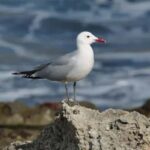 «International SAF Flyways: terminant le meurtre illégal d'oiseaux en Méditerranée», une nomination pour la conservation de la biodiversité