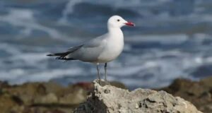 Internacional Safe Flyways Ending Illegal Killing Birds Mediterranean cita conservación biodiversidad