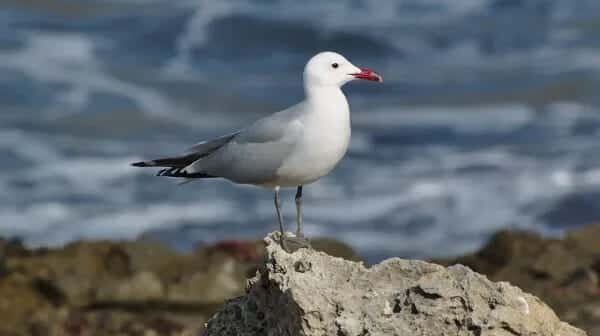 Internacional Safe Flyways Ending Illegal Killing Birds Mediterranean cita conservación biodiversidad