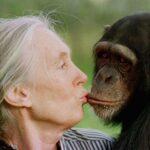 Jane Goodall, le primatologue par excellence, nous quitte, meurt à 91 ans