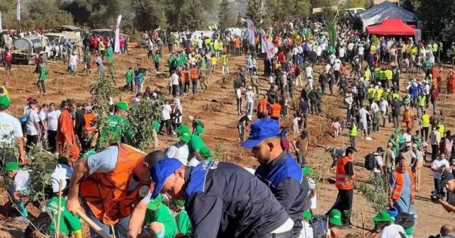 Argelia planta un millón árboles un solo día contra desertificación país