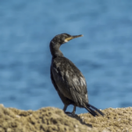 L'Université de Castilla-La Mancha participe à une étude sur les «nouvelles technologies dans la surveillance» des oiseaux marins