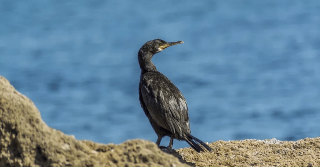 Universidad Castilla-La Mancha participa estudio sobre nuevas tecnologías monitorización aves marinas