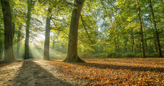 futuro montes bosques jornada proyecto RECONECTA