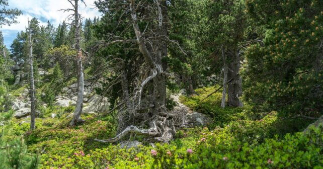 Cataluña presenta ForesFuture simula cómo evolucionan bosques debemos gestionarlos