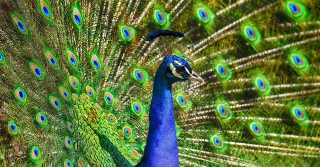 Congreso Mundial Naturaleza UICN 2025 concluye aviso perdida biodiversidad