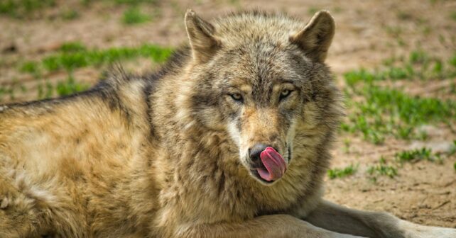 Tribunal Superior Justicia Asturias admite trámite recurso Verdes Equo contra programa control lobo ibérico