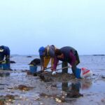 Le changement climatique et la pollution sont «mortels» en bivalve, perte de productivité dans les banques galiciennes Marisqueros