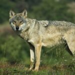 Le loup est «effrayant» de l'être humain, selon une étude publiée dans la biologie actuelle
