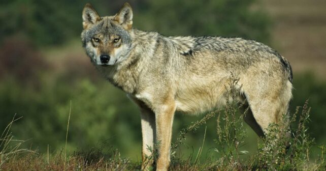 lobo temeroso ser humano estudio Current Biology