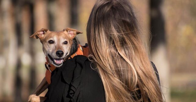 cementerios mascotas visitan personas