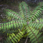 Les écologistes de La Rioja demandent à créer un «catalogue d'espèces exotiques invasives» dans la région