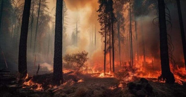 Estudios Science incendios forestales aumentado escala global cambio climático gestión inadecuada