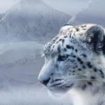 Les gardes du parc kirghizes se précipitent pour sauver les « léopards des neiges » d’Asie centrale