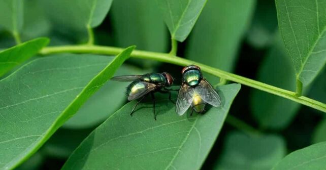 premios InnovAction Stage Congreso Euroseeds 2025 POLYFLY por convertir moscas en polinizadores