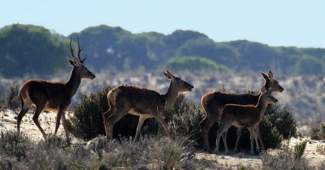 MITECO presupuesto Acuerdo Doñana