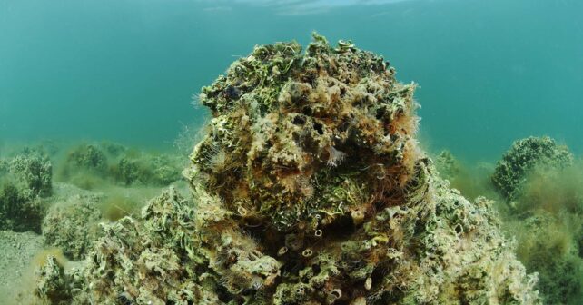 Mar Menor implementan primer arrecife experimental ostra nativa laguna