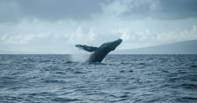 Mediterráneo noroccidental tráfico marino trampa mortal ballenas