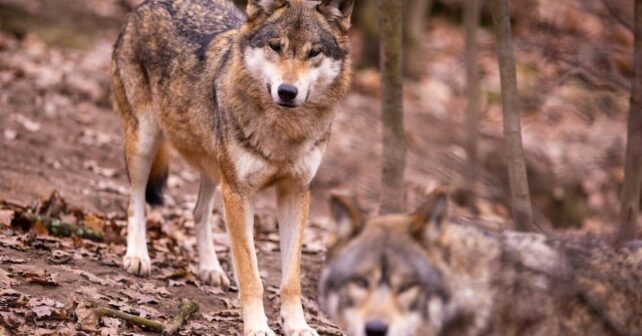 Pacma lleva ant juez consejera Susinos, por nefasta gestión lobo ibérico