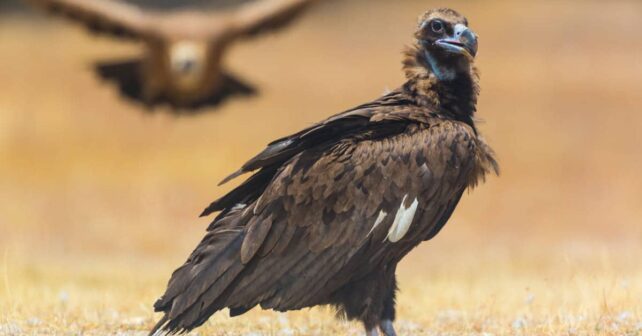 Parque Nacional Duero Internacional: nidos buitre negro afectados incendio Valle reconstruyendo