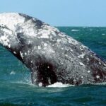 Quand et comment la «baleine grise» s'est-elle éteinte dans l'Atlantique Nord?