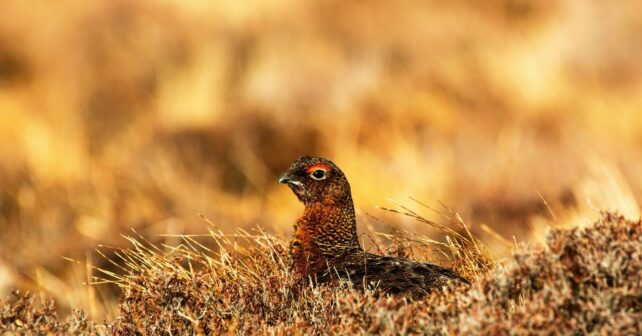 Cuarenta urogallos criados cautividad centro Junta Castilla León Valsemana liberarán montes León