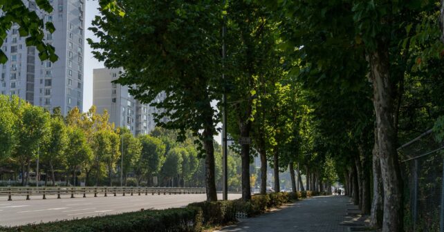 árboles más idóneos plantar ciudad