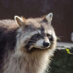 Trouble dans la «biodiversité» de la péninsule ibérique, abrite 1200 espèces envahissantes