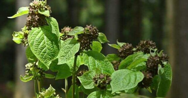 Vincetoxicum Nakaianum arbusto endémico Japón imita olor hormigas heridasa atraer polinizadores