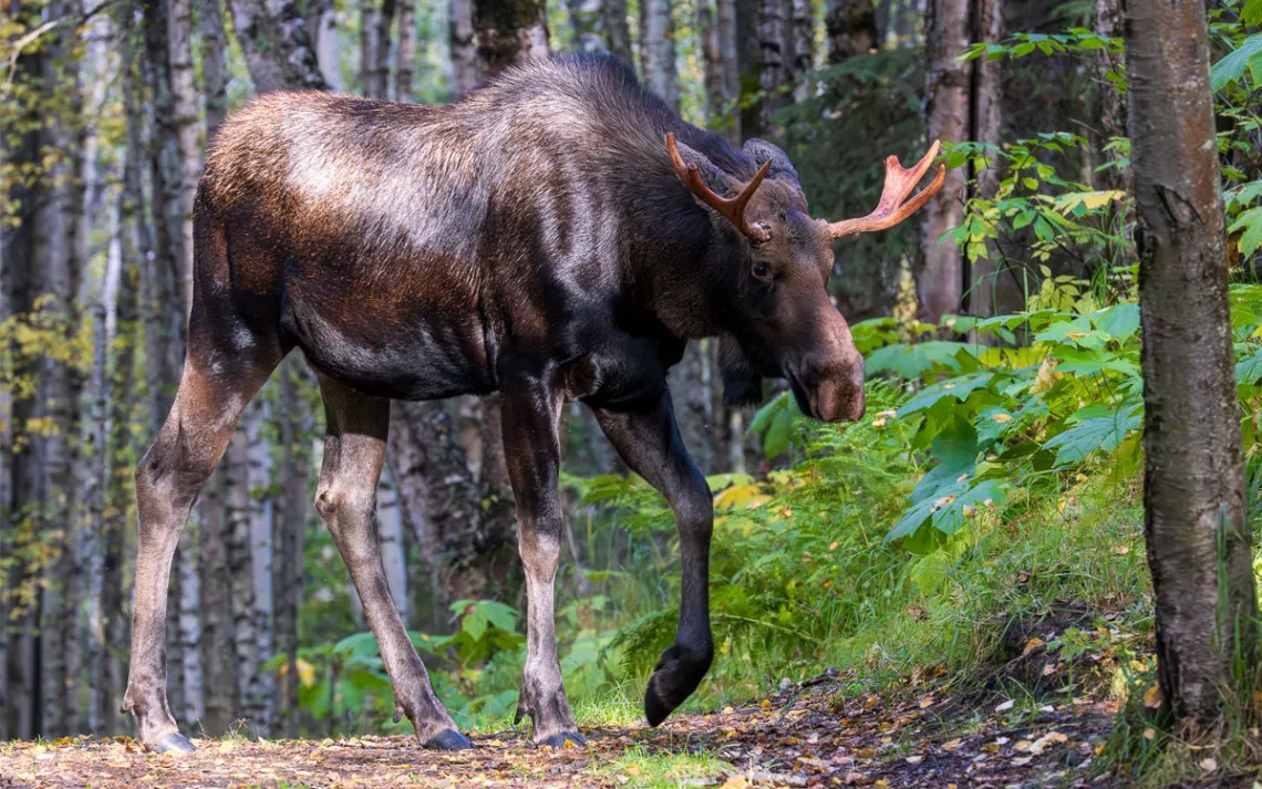 Un élan majestueux traverse un chemin. 