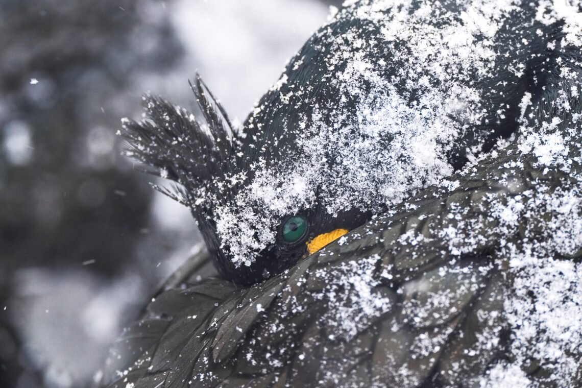 Joaquín Figueredo remporte le premier prix FotoAves 2025 avec son œuvre "Pactando"
