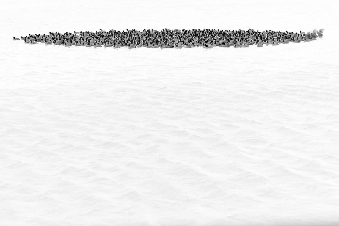 Joaquín Figueredo remporte le premier prix FotoAves 2025 avec son œuvre "Pactando"