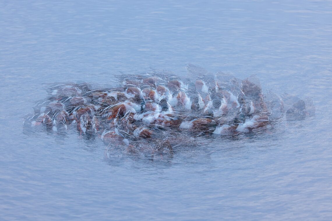 Joaquín Figueredo remporte le premier prix FotoAves 2025 avec son œuvre "Pactando"