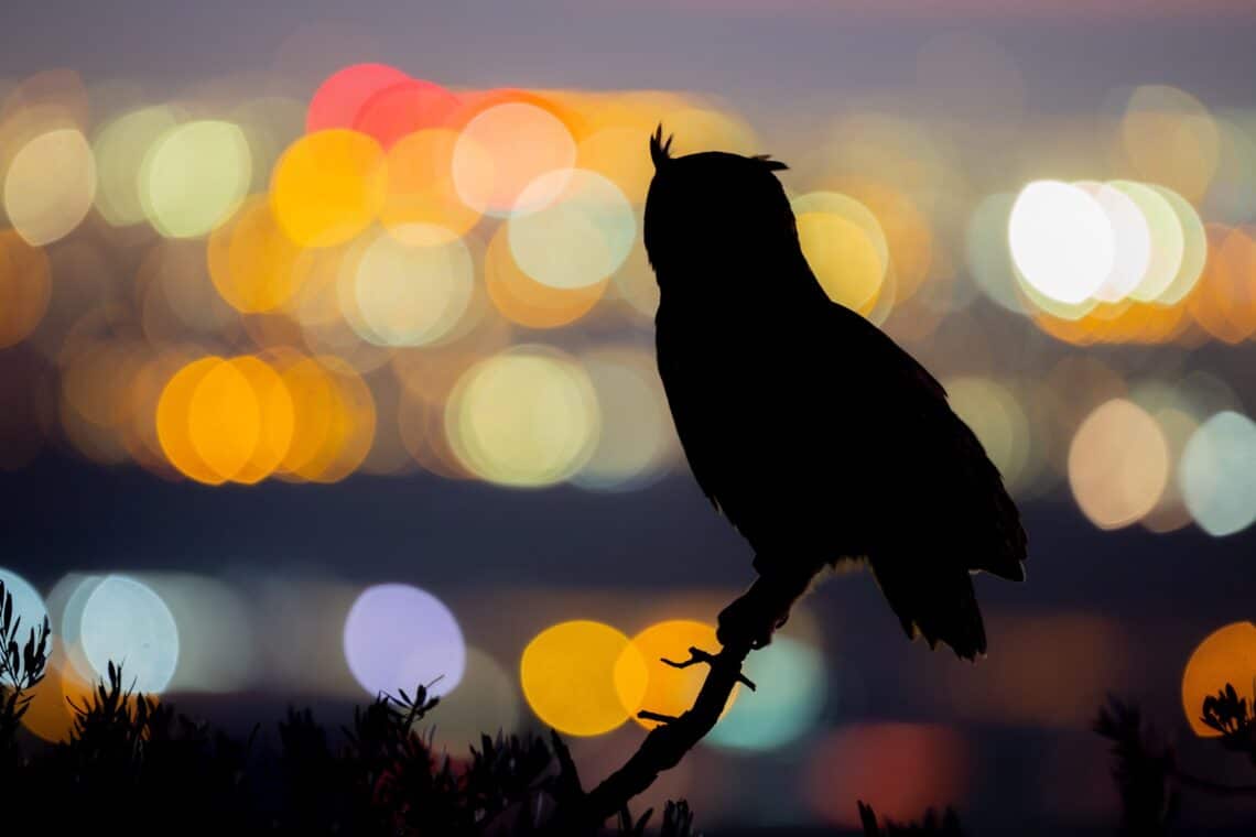 Joaquín Figueredo remporte le premier prix FotoAves 2025 avec son œuvre "Pactando"