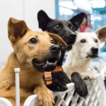 Animaux de compagnie, la Communauté de Madrid célèbre que plus de 4 500 animaux de compagnie ont trouvé un nouveau foyer en 2025