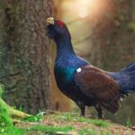 Aversion alimentaire conditionnée : la technique non létale qui réduit de moitié la prédation sur les nids de tétras lyre