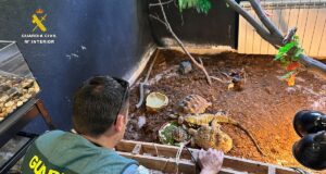 Agentes de la Guardia Civil inspeccionan terrarios y jaulas con animales exóticos protegidos intervenidos en un falso refugio en Burgohondo, Ávila