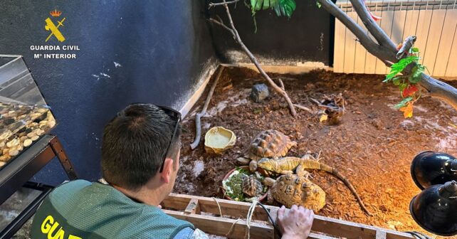 Agentes de la Guardia Civil inspeccionan terrarios y jaulas con animales exóticos protegidos intervenidos en un falso refugio en Burgohondo, Ávila