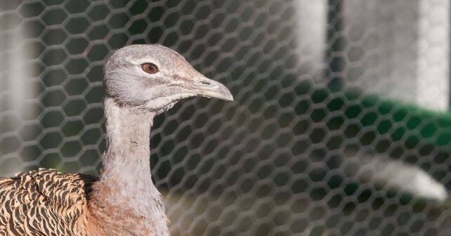 Así es el nuevo espacio de aves esteparias de GREFA: accesible, inmersivo y único en España