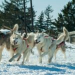 Chiens modernes : de nouvelles preuves génétiques révèlent leur surprenant héritage de loup et leurs liens comportementaux avec les humains