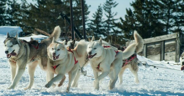 Perros modernos: nueva evidencia genética revela su sorprendente herencia lobuna y vínculos conductuales con los humanos