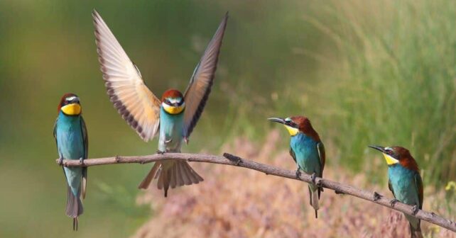 Varias personas observan en sus pantallas una videoconferencia sobre aves durante las Jornadas Ornitológicas SEO/BirdLife 2025, que presentan el informe El Estado de las Aves de España 2024