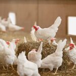 Confinement des oiseaux nicheurs : l'Espagne durcit les mesures face à la propagation de la grippe aviaire