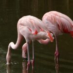 Crise de l'eau : alerte pour la détérioration de Fuente de Piedra