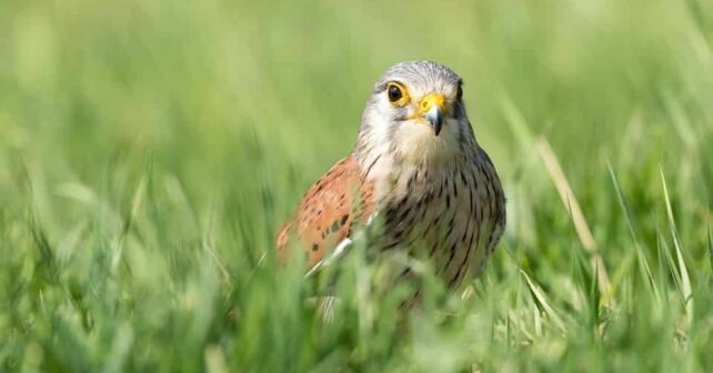 Alt Empordà dobla las parejas de cernícalo primilla este año han sido 95