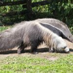 Fourmilier : c'est aujourd'hui la Journée mondiale et l'espèce silencieuse qui soutient les écosystèmes risque son avenir